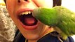 Se faire arracher une dent par un perroquet... Oiseau Dentiste!