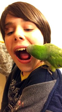 Se faire arracher une dent par un perroquet... Oiseau Dentiste!