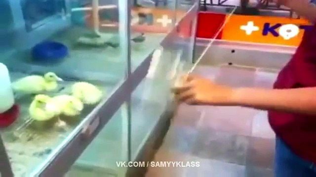 ЛУЧШИЕ ПРИКОЛЫ SAMYY KLASS-BEST Jokes