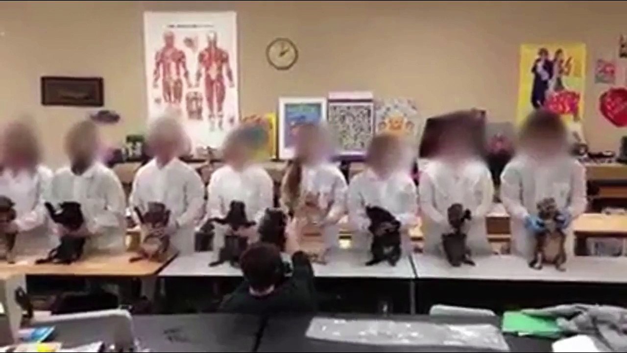 Students Dancing With Dead Cats