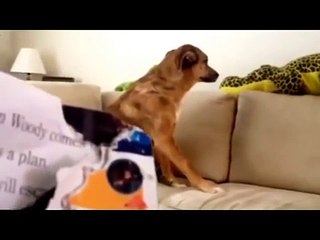 The Many Faces of Guilty Dogs