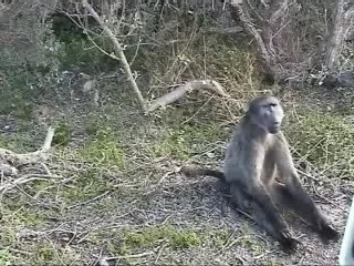 Baboon Jacking Off