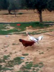 Turkey Got Talent!!! Funny Fight: FemaleTurkey VS Rooster