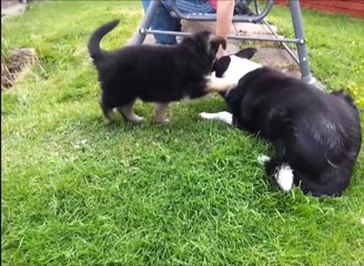 Cutest German Shepherd Puppy in the World - Sheba The Dog