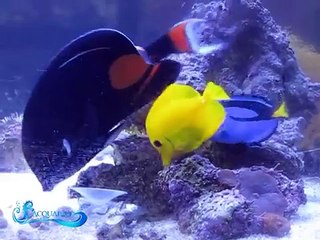 Achilles tang - Acquariomarinho.com.br - contato@acquariomarinho.com.br