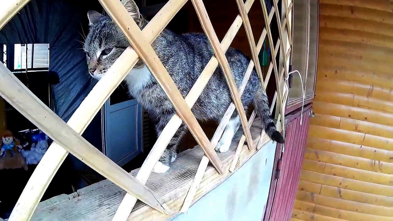 FUNNY CATS 15-5-15