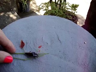 BESOURO : 3 - Meu jardim !