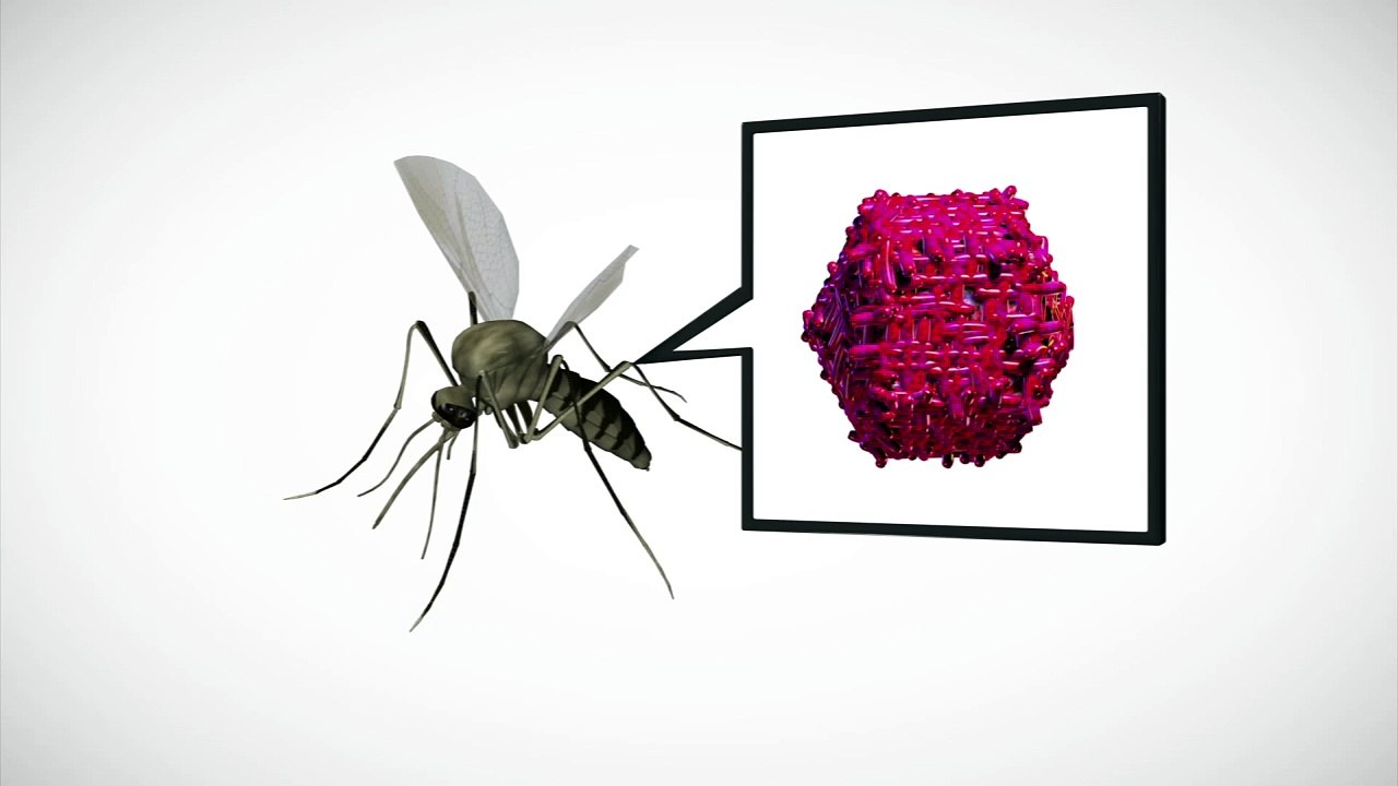 West Nile virus: How the virus spreads