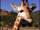 Growing Up Giraffe- Meet the Giraffes