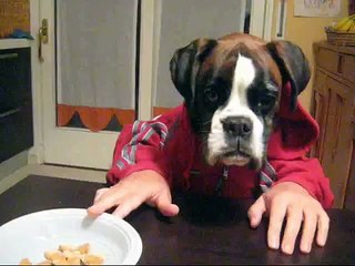 My Boxer Dog Anubi...
