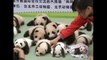 Cute and cuddly baby pandas playing and eating #panda #cute #cuddly