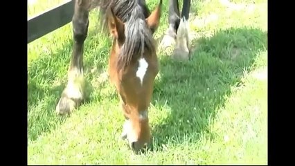 Bobby II, New York City Carriage Horse Rescued from Slaughter
