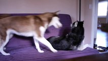 Mishka the Talking Husky Fights on the Couch!