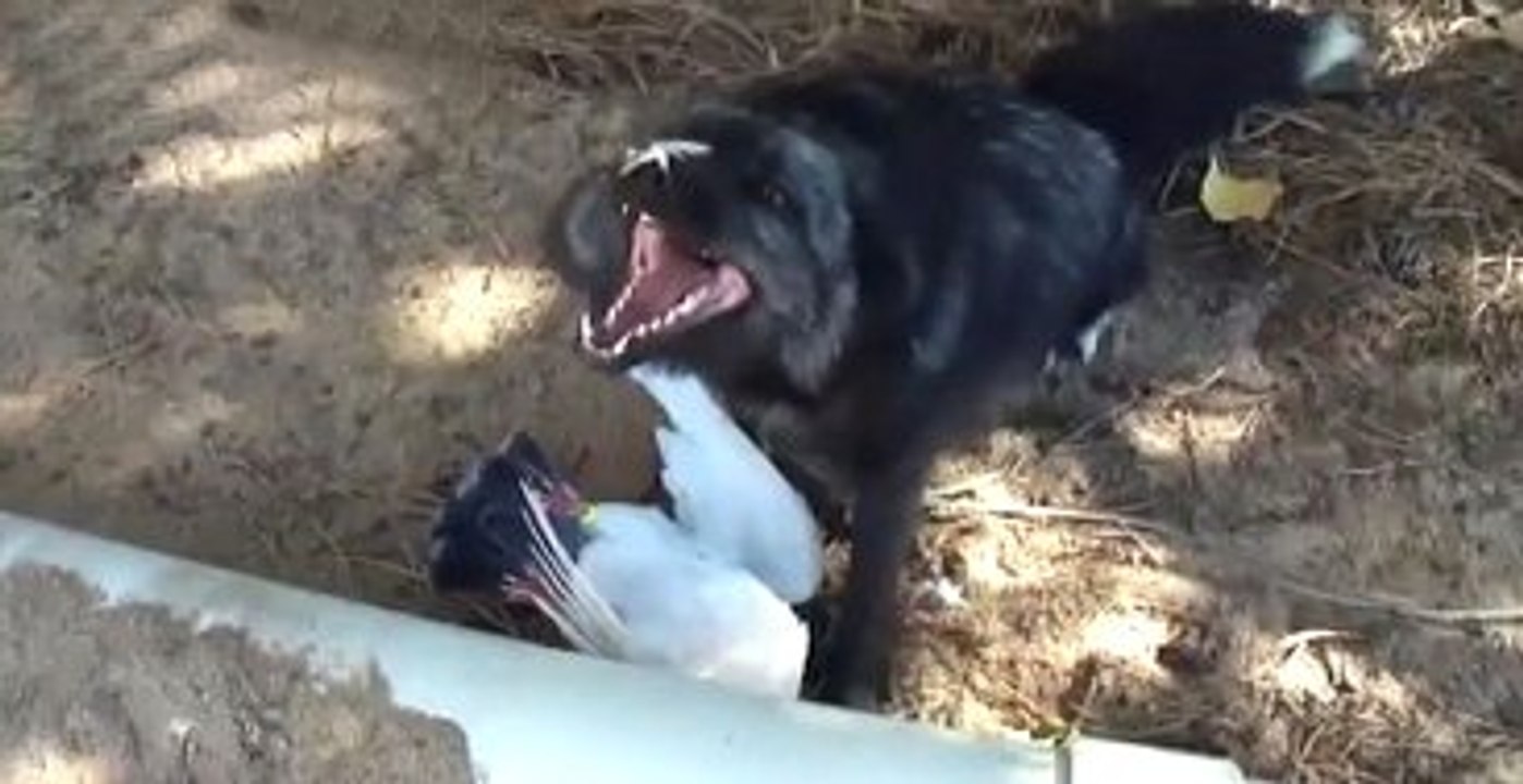 Yakaladığı Güvercine Kahkalarla Gülen Köpek