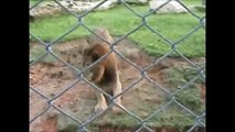 A reação de um leão ao ser libertado de um circo que foi a sua casa durante 13 anos