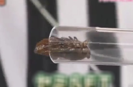 Le jeu télé Japonnais où tu avales un cafard si tu perds