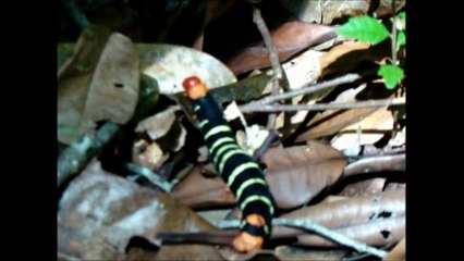 Comment nourrir la planète en 2050 - Lycée français de Turin