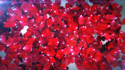 After Effects Project Files - Roses Logo Transition - VideoHive 10255323