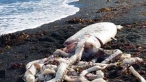Massive Squid Washes Up On New Zealand Beach