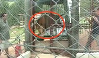Ce lion a vécu dans une cage pendant 13 ans. Mais à l'instant où on le libère... wow !