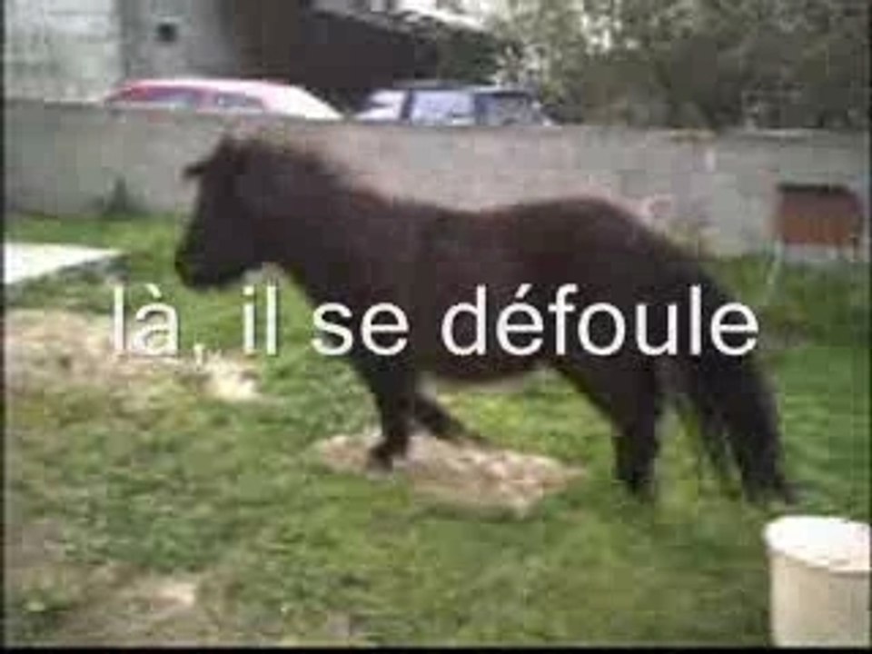 Poney