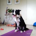 Border Collie catches 30 frisbees in a row