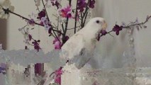 Bird flawlessly sings 