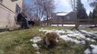 Golden Retriever puppy attacks GoPro