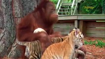 Cette femelle orang-outan devient la maman d'adoption de bébés tigres