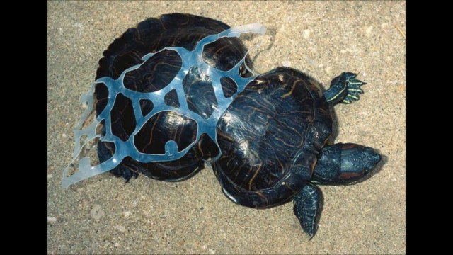 Result of pollution on animals : scary photos!