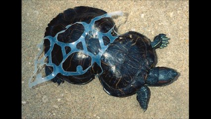 Result of pollution on animals : scary photos!