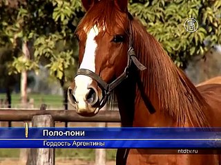 Аргентина: городость страны - поло-пони