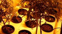 Ep 252 Topping and Super Cropping Prt 4 1080p Hd Organic HYDRO DWC Weed Medical Bud Grow