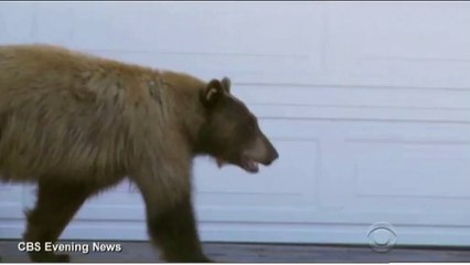 Bear and homeowner walk around the corner and scare each other in video - Daily Mail Online