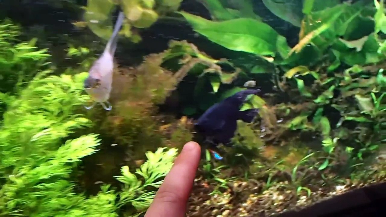 Importance of water flow, Wave maker on planted tank? Baby angelfish