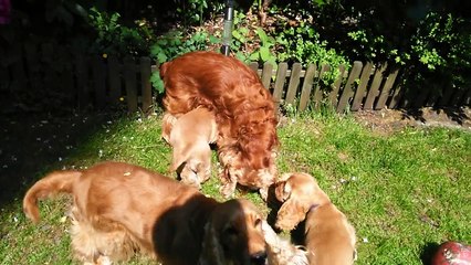 Cockers The Holly's Field avec Touffou 2