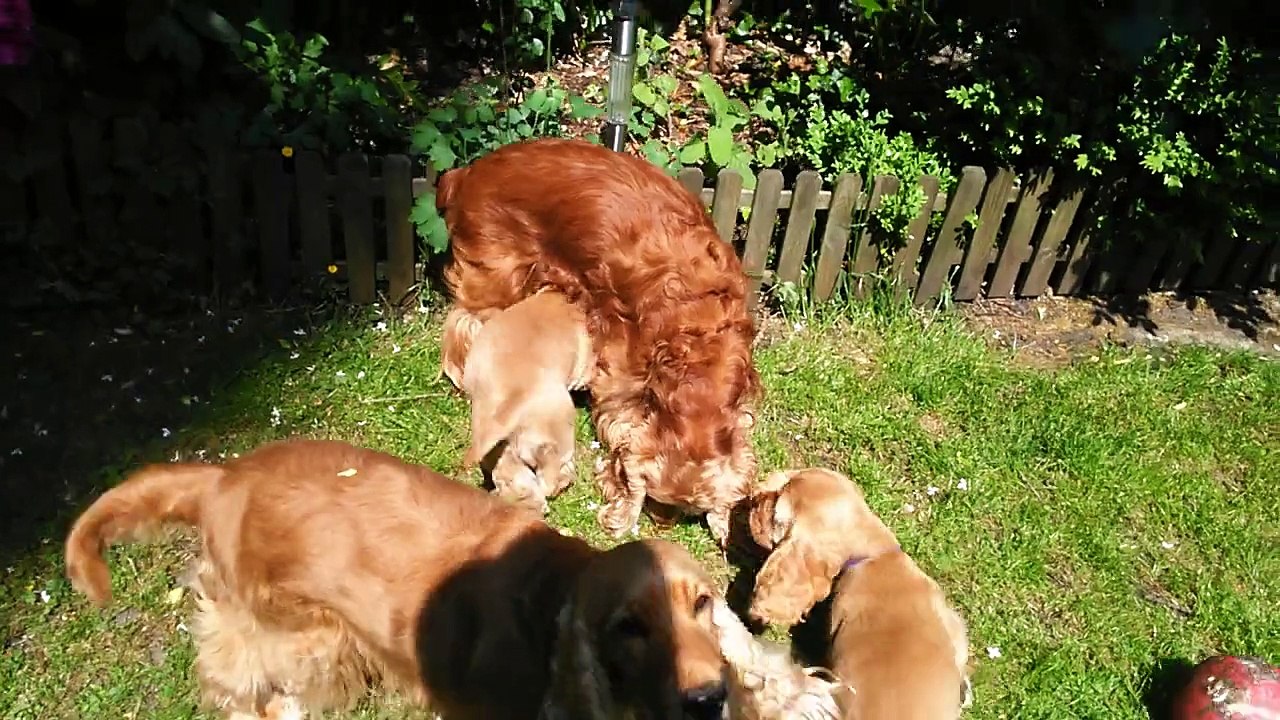 Cockers The Holly's Field avec Touffou 2