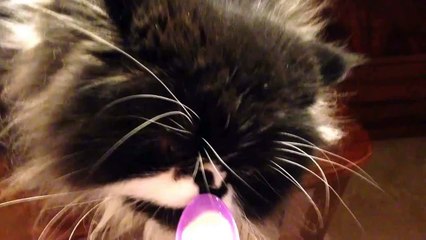 Hilarious Cat gets a BRAIN FREEZE!