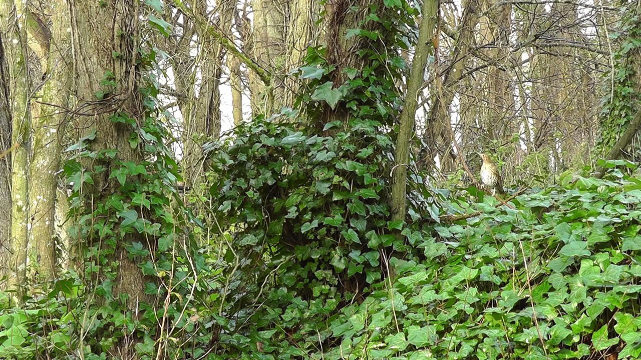 Song Thrush Bird Singing - Grive Musicienne Chant - Beautiful Birds Song and Sounds