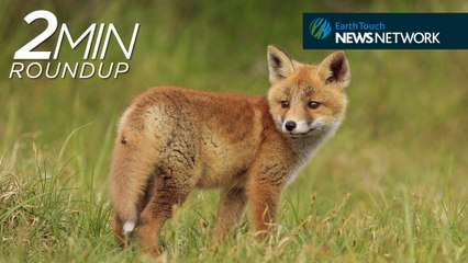 Amazing whale encounter, Slash rocks for elephants & adorable baby foxes