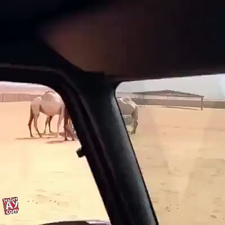 Camel loves his master