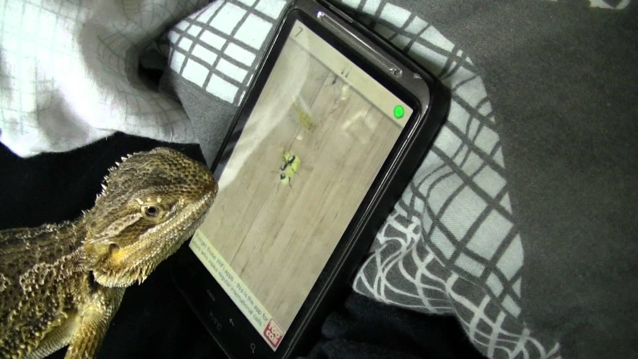 Pogona Oyun Oynuyor