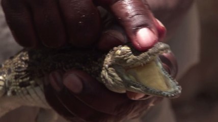En 2014, le Zimbabwe a vendu plus de 43 000 peaux de crocodiles