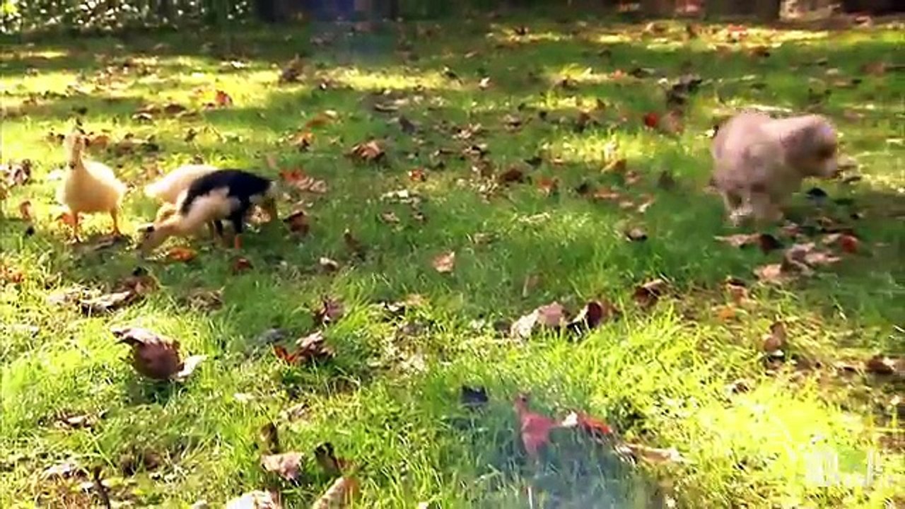 Des bergers australiens rencontrent pour la première fois des canetons