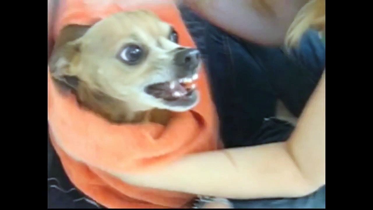 Köpekler banyo istemiyor - Komik köpek banyo derleme