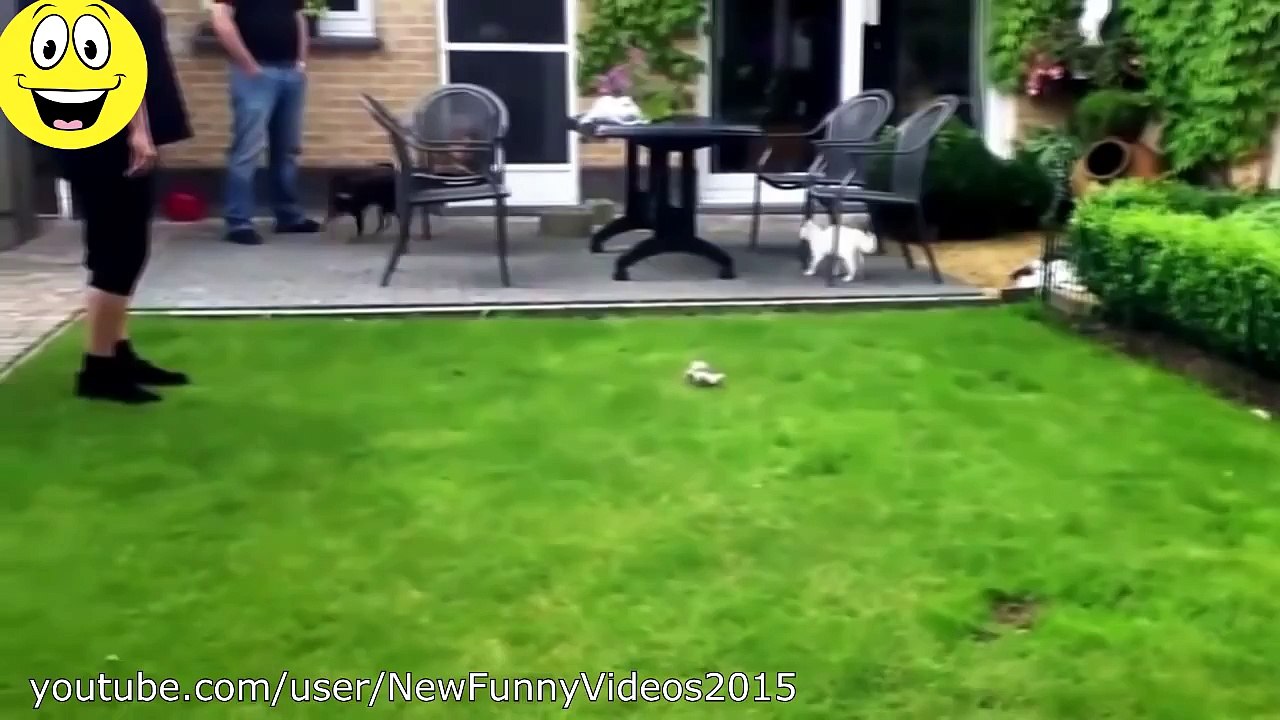 En Komik Videolar - Köpekler Kediler korkuyor - Komik hayvan derleme