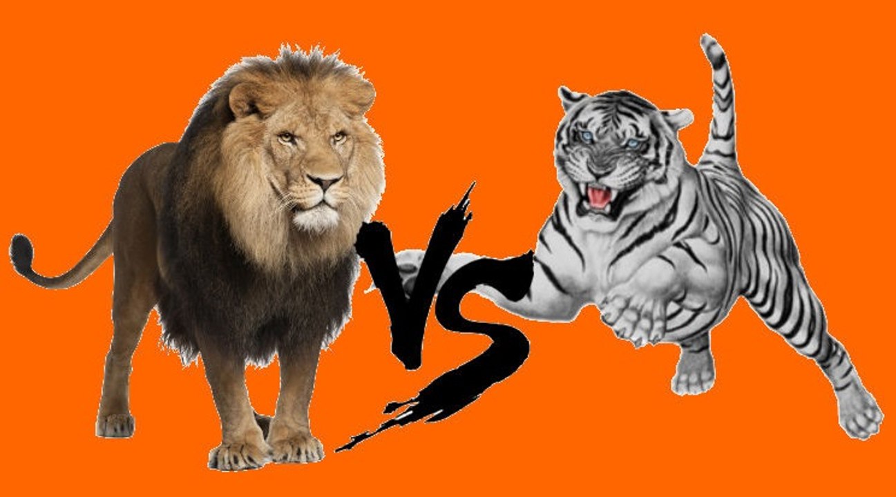 Beyaz Kaplan vs Aslan