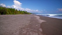 Footage of waves, sand, and tropical forest of beach