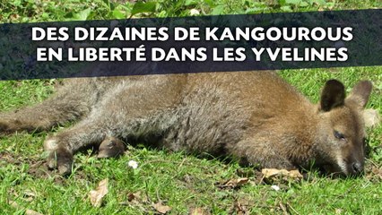 Des kangourous en liberté en région parisienne