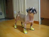 Dog hates his shoes